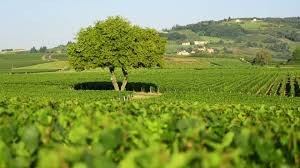 Beaujolais Lyon